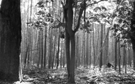 6 De Veluwe