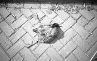 amsterdam oost pajaro